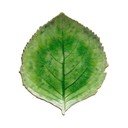 Zaļš keramikas šķīvis Costa Nova Riviera, 19 x 22 cm