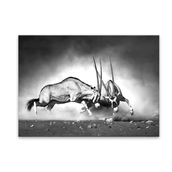 Image Styler Glas Animals Gazelle, 70 x 100 cm