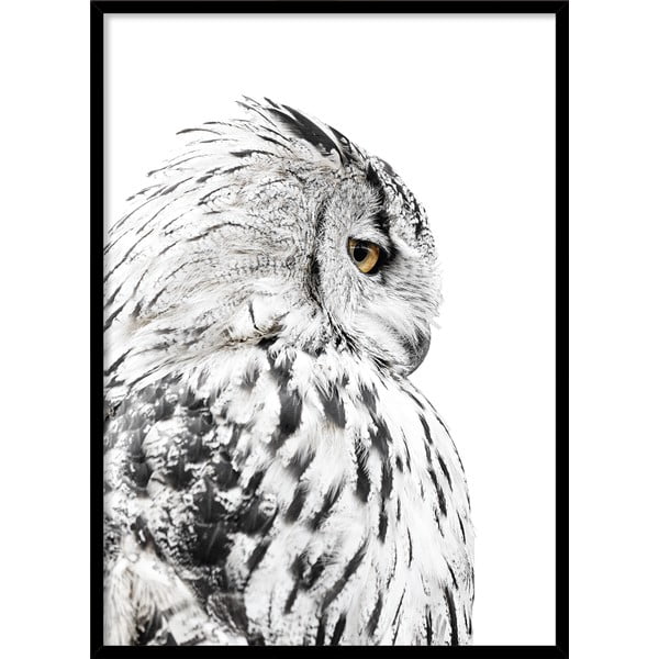 Plakāts rāmī 50x70 cm Owl – Styler