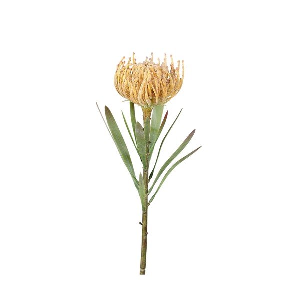 Mākslīgais augs (augstums 43 cm) Protea – Ego Dekor