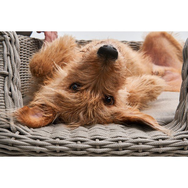 Bēša mājdzīvnieku gulta suņiem 58x68 cm Mio Greige S – MiaCara-image-1