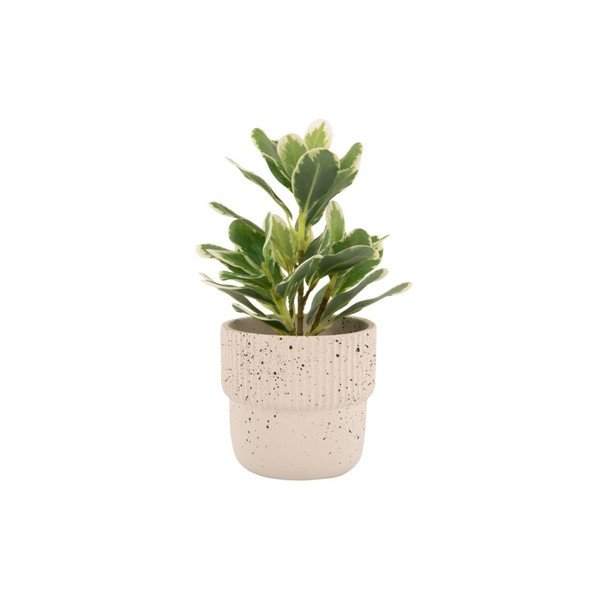 Gaiši bēšs betona pods ø 14 cm Speckles – PT LIVING-image-2