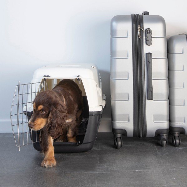Mājdzīvnieku pārvadāšanas būris mājdzīvniekiem 38x58 cm – Love Story-image-1