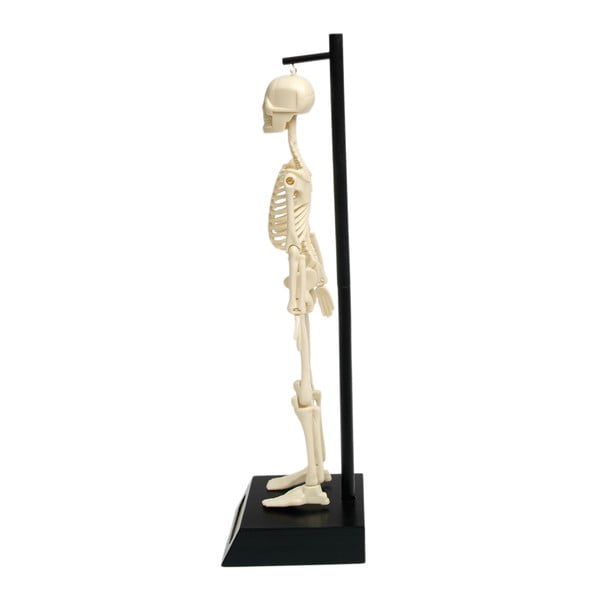 Skeleta modelis Rex London Anatomical-image-2