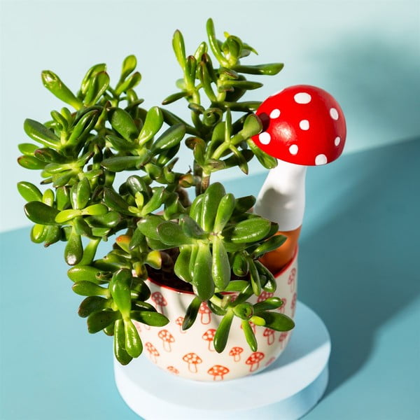 Terakotas laistītājs Mushroom – Sass & Belle-image-1