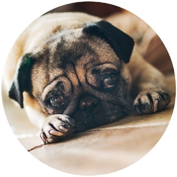 Wenko Pug Hook-image-1