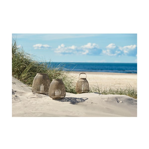 Bambusa laterna (augstums 30 cm) Amas – Villa Collection-image-1