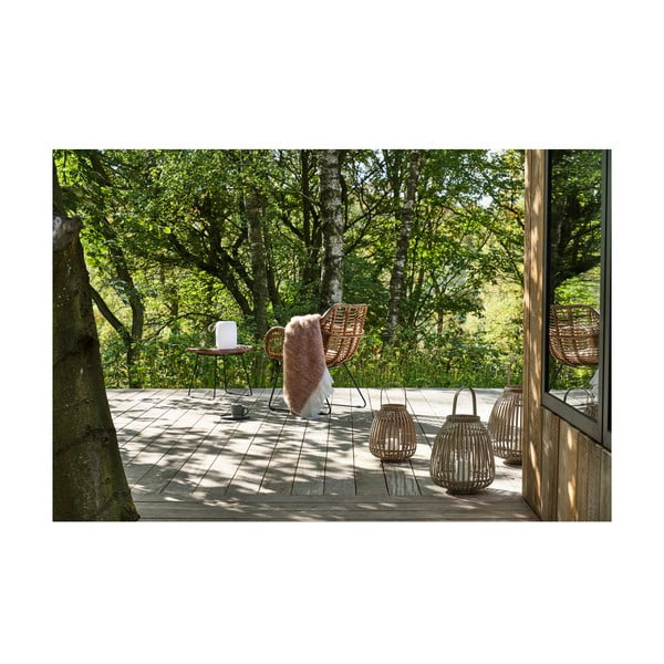 Bambusa laterna (augstums 30 cm) Amas – Villa Collection-image-2