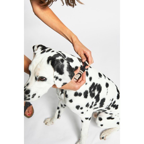 Bēša kaklasiksna S/M garums 32 cm Modena Greige S/SM – MiaCara-image-2