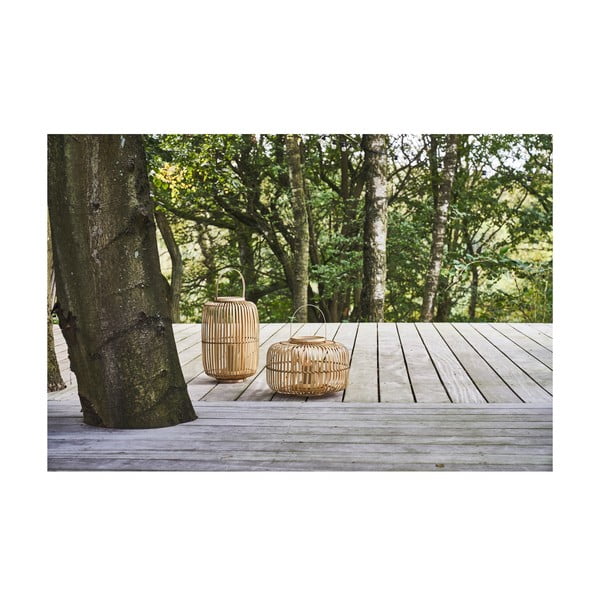 Bambusa laterna (augstums 40 cm) Alia – Villa Collection-image-2