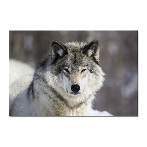 Image Styler Glasspik Animal Wolf, 80 x 120 cm