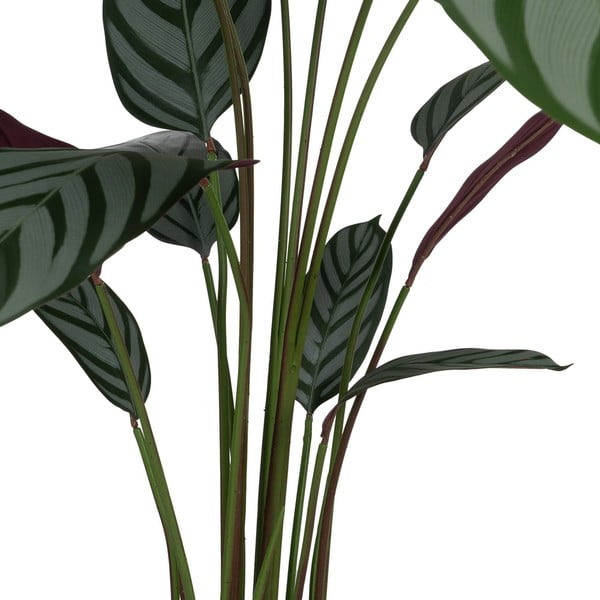Mākslīgais augs (augstums 150 cm) Calathea – Ixia-image-2