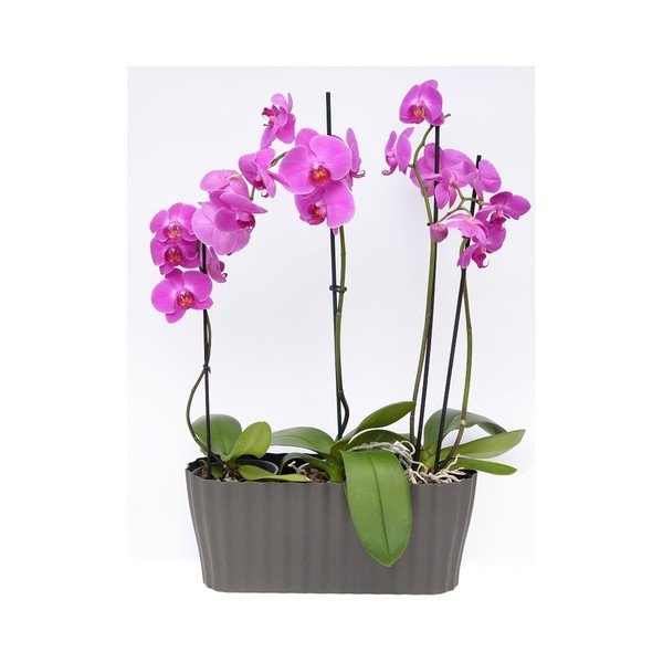 Antracīta pelēks puķu pods Plastia Tirola, garums 38 cm-image-2