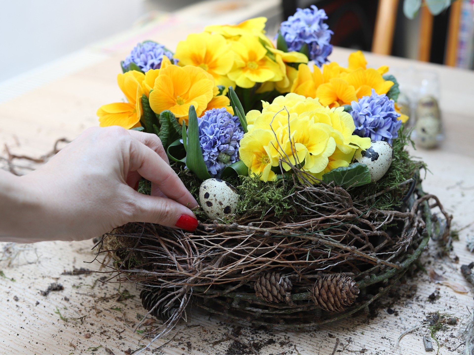 Prīmulas, hiacintes un citas pavasara puķes kūkas formā.