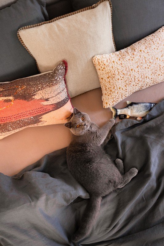 Iedvesma : Bonami ciemojas