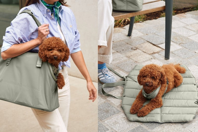 Iedvesma : Mājdzīvnieki