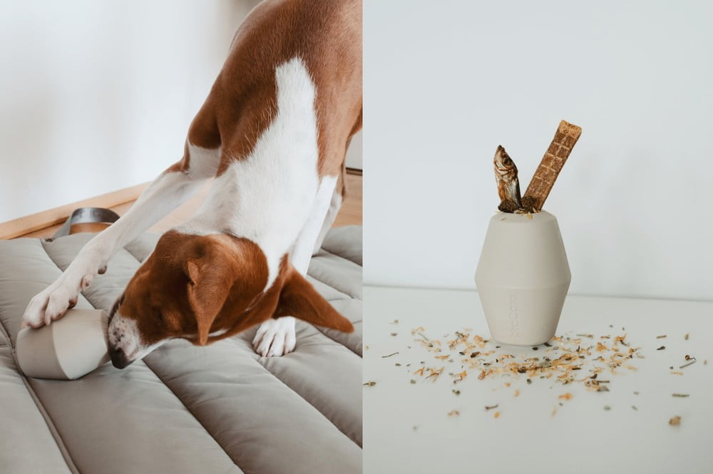 Iedvesma : Mājdzīvnieki