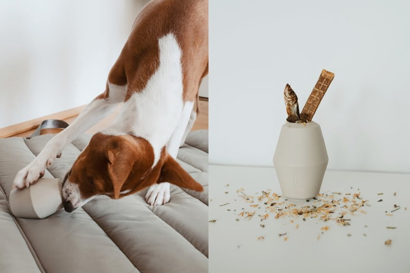 Iedvesma : Mājdzīvnieki