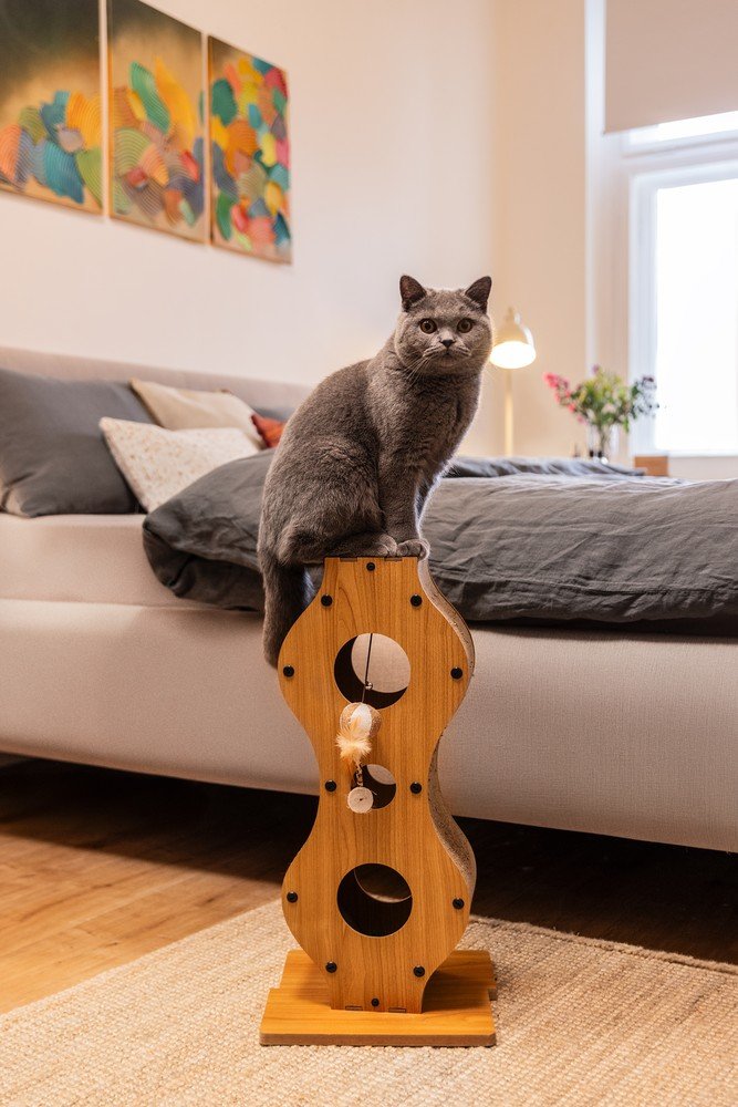 Iedvesma : Bonami ciemojas