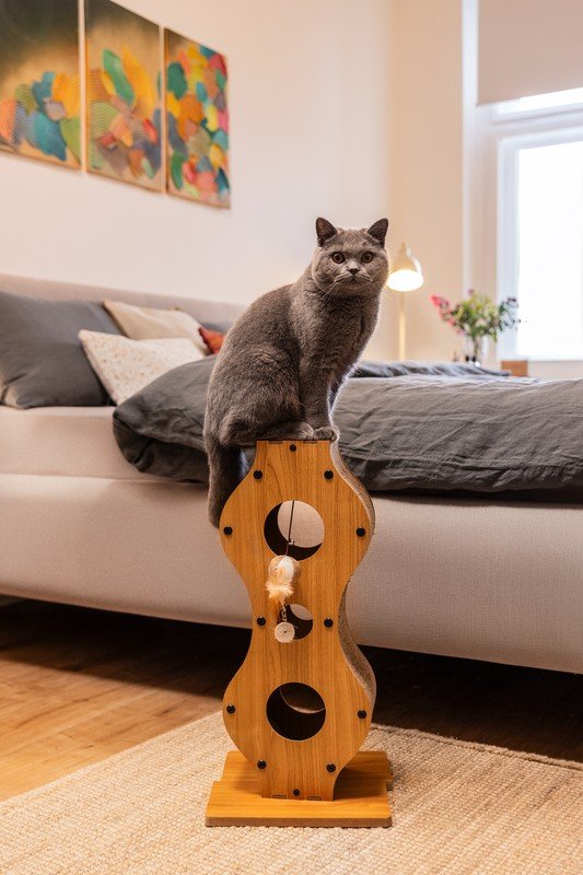 Iedvesma : Bonami ciemojas