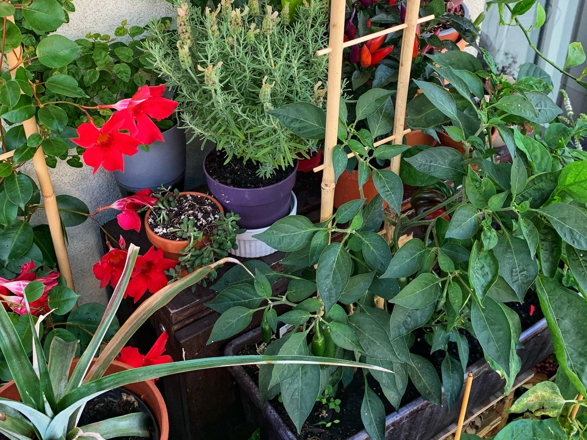Uz terases var audzēt arī papriku. Izvēlieties papriku ar īsu augšanas periodu un asos piparus.