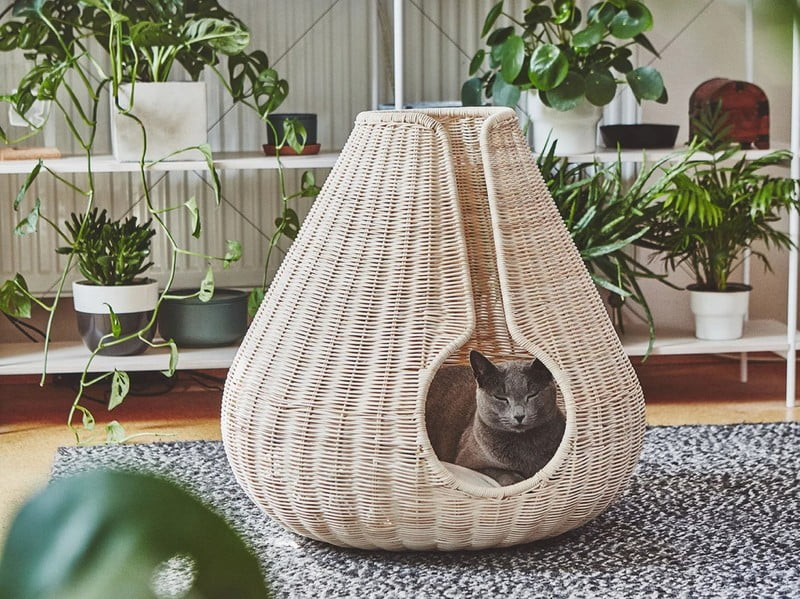 Iedvesma : Mājdzīvnieki