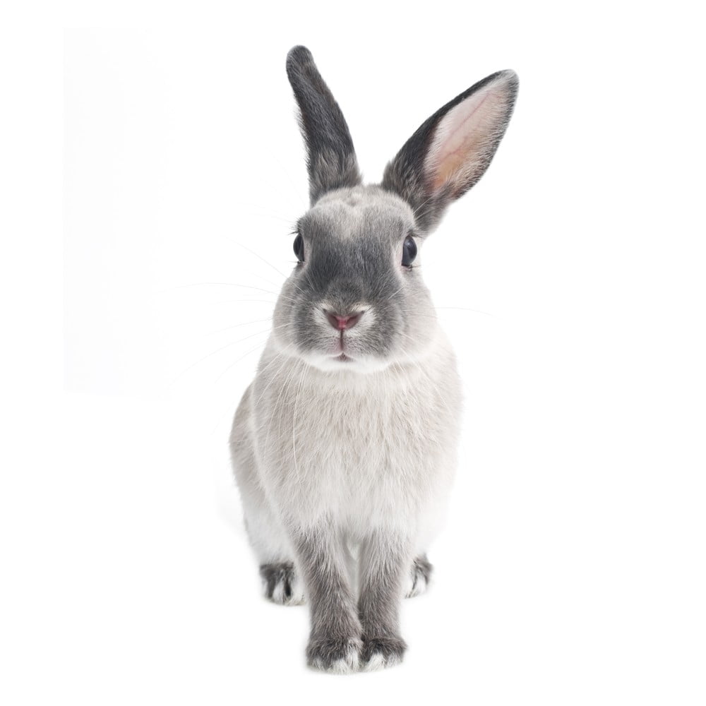 Sienas uzlīme Dekornik Rabbit Harijs, 50 x 103 cm