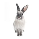 Sienas uzlīme Dekornik Rabbit Harijs, 50 x 103 cm
