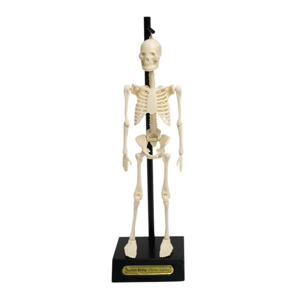 Skeleta modelis Rex London Anatomical