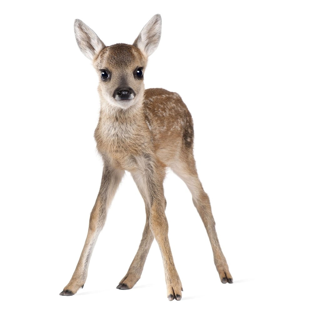 Sienas uzlīme Dekornik Deer Lucy, 55 x 88 cm