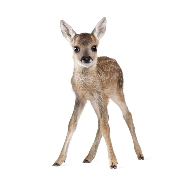 Sienas uzlīme Dekornik Deer Lucy, 55 x 88 cm