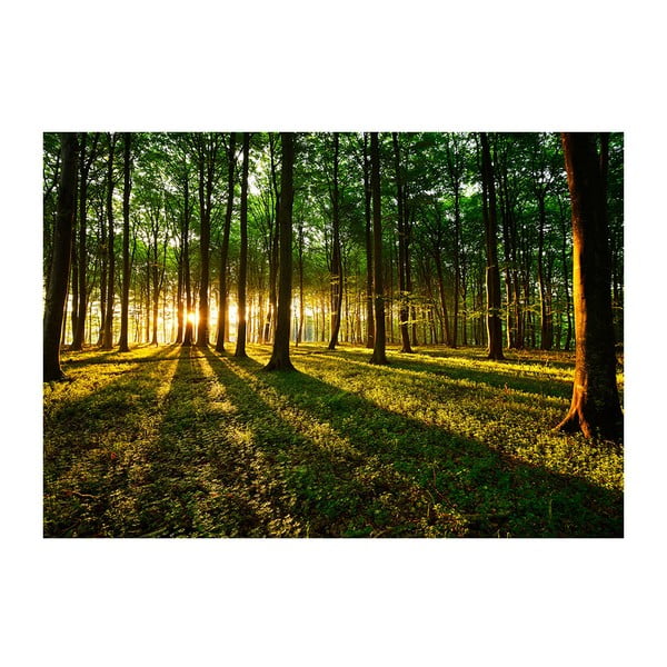 Lielformāta tapetes Artgeist Spring Morning in the Forest, 200 x 140 cm